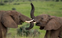 Viaje de 8 días Big 5 a Murchison Falls y Gorilla Trekking - Housity