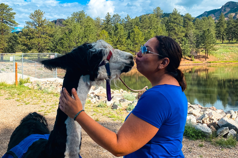 Denver: Llama Hike in the Rocky Mountains