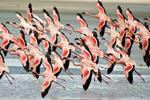 5-daagse middenklasse safari - Tarangire, Serengeti en krater.5-daagse safari - Tarangire, Manyara, Serengeti en Crater.