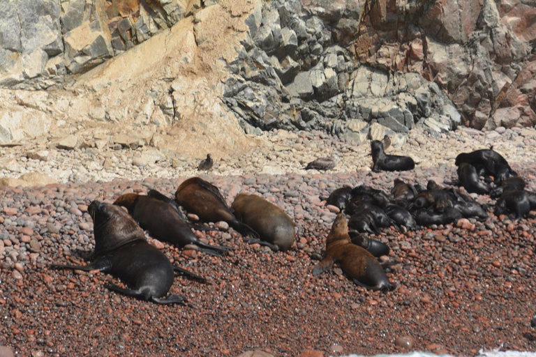 Premium Ballestas Islands Sightseeing Tour with Pick-up from Your Hotel in Paracas Premium Peninsula Sightseeing Tour with Pickup from Your Accommodation in Paracas