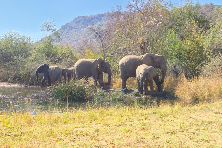 From Maputo to the Wild: Half-Day Kruger Safari