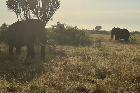 Kasese: 3 Day Queen Elizabeth Classic Safari & Boat Safari