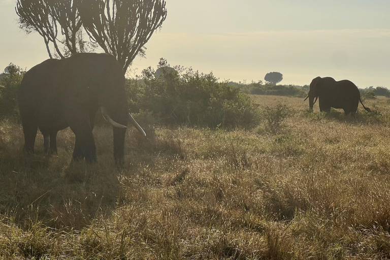 Kasese: 3 Day Queen Elizabeth Classic Safari & Boat Safari