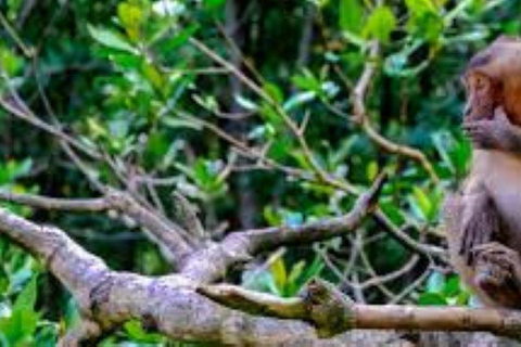 Tour di un giorno della Foresta delle Mangrovie e dell&#039;Isola delle Scimmie di Can Gio