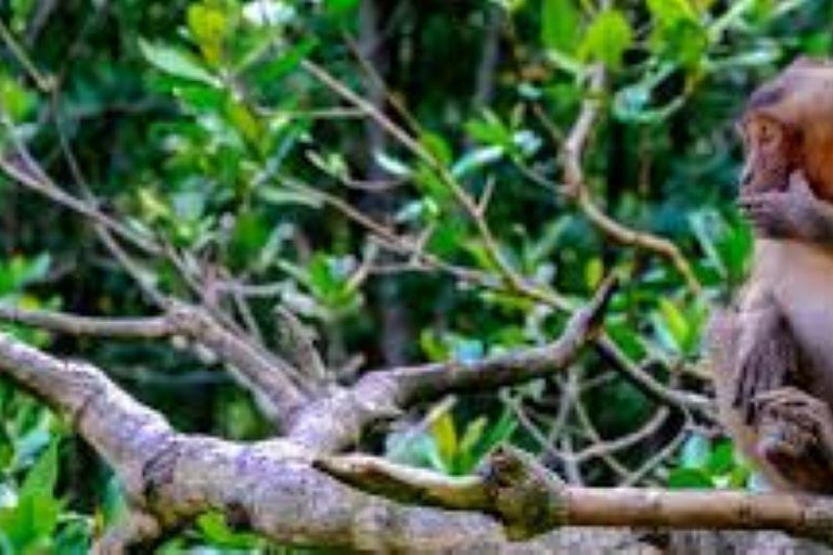 Tour di un giorno della Foresta delle Mangrovie e dell&#039;Isola delle Scimmie di Can Gio