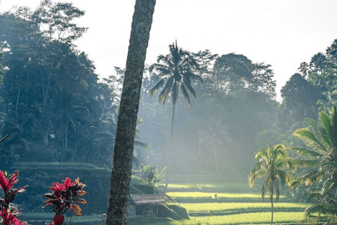 Bali: Explora el Norte de Bali Tour Privado Personalizado de un DíaViaje al norte de Bali B