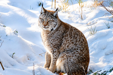 Rovaniemi: Ranua Wildlife Park, Polar Bears & Arctic Animals ⭐ Ranua Highlights | 4h | Polar Bears | Most Popular