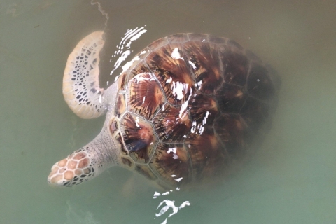 Khao Lak Eco-Safari: Olifanten, tsunami museum en schildpaddenKhao Lak: Openlucht Trucks Eiland Safari met Lunch Dagtour