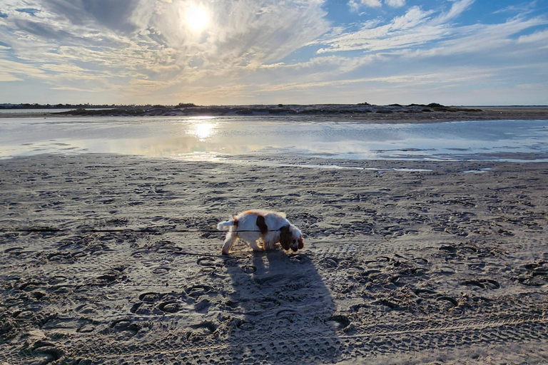 Djerba: Ride to the Pink Flamingo Peninsula by Electric Bike