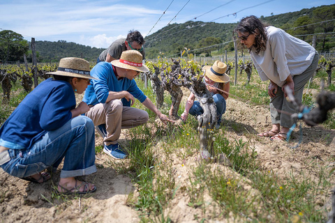 Pic Saint-Loup: Tour de un día completo del vino y la aceituna