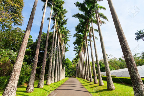 Desde Colombo - Excursión de un día a Kandy/ Pinnwala/ Jardines Reales