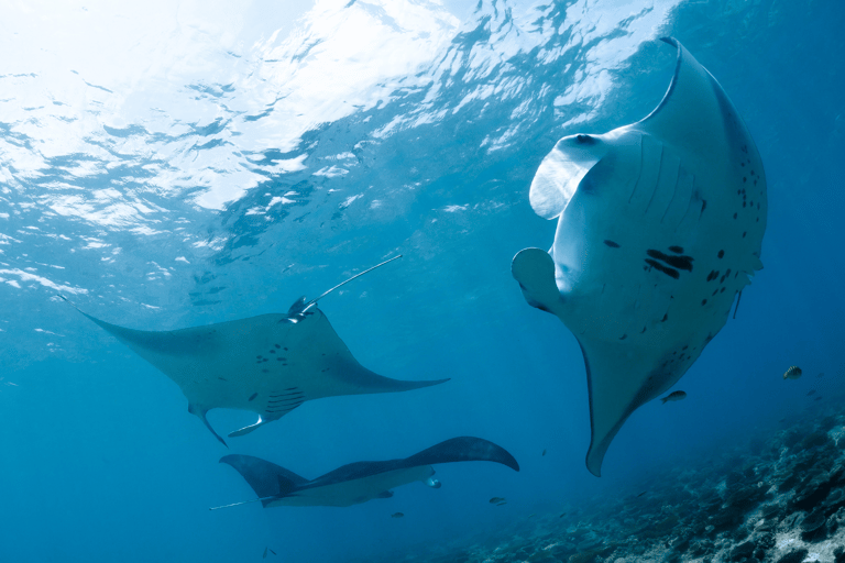 Nusa Penida: Increíble excursión en barco con guía para bucear con MantaExcursión de snorkel a peces y corales de colores