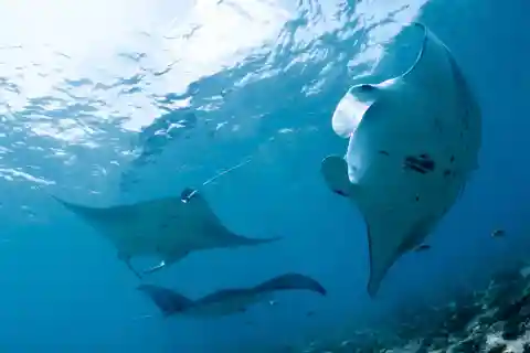 Nusa Penida: Majestætisk Manta-snorkling i båd med guide