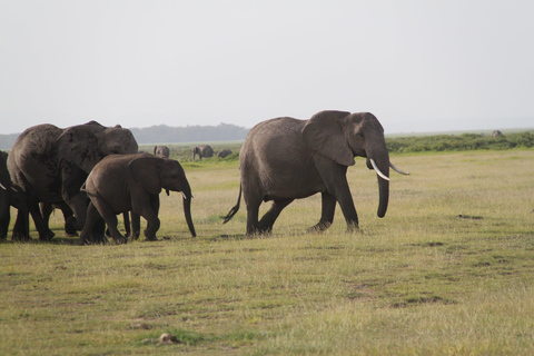 Nairobi: 4-dagars safari med guide i Amboseli, Tsavo West och East