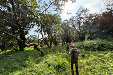3 days Gorilla tracking in Bwindi Forest in Uganda