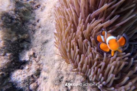Kota Kinabalu: Catamaran Snorkel & Sailing Tour with Meal Catamaran Afternoon Session