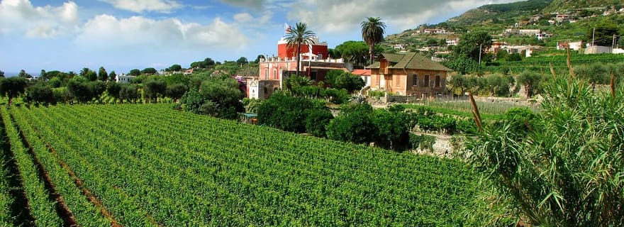 Ischia : visite de l'île avec dégustation de vins dans une cave typique