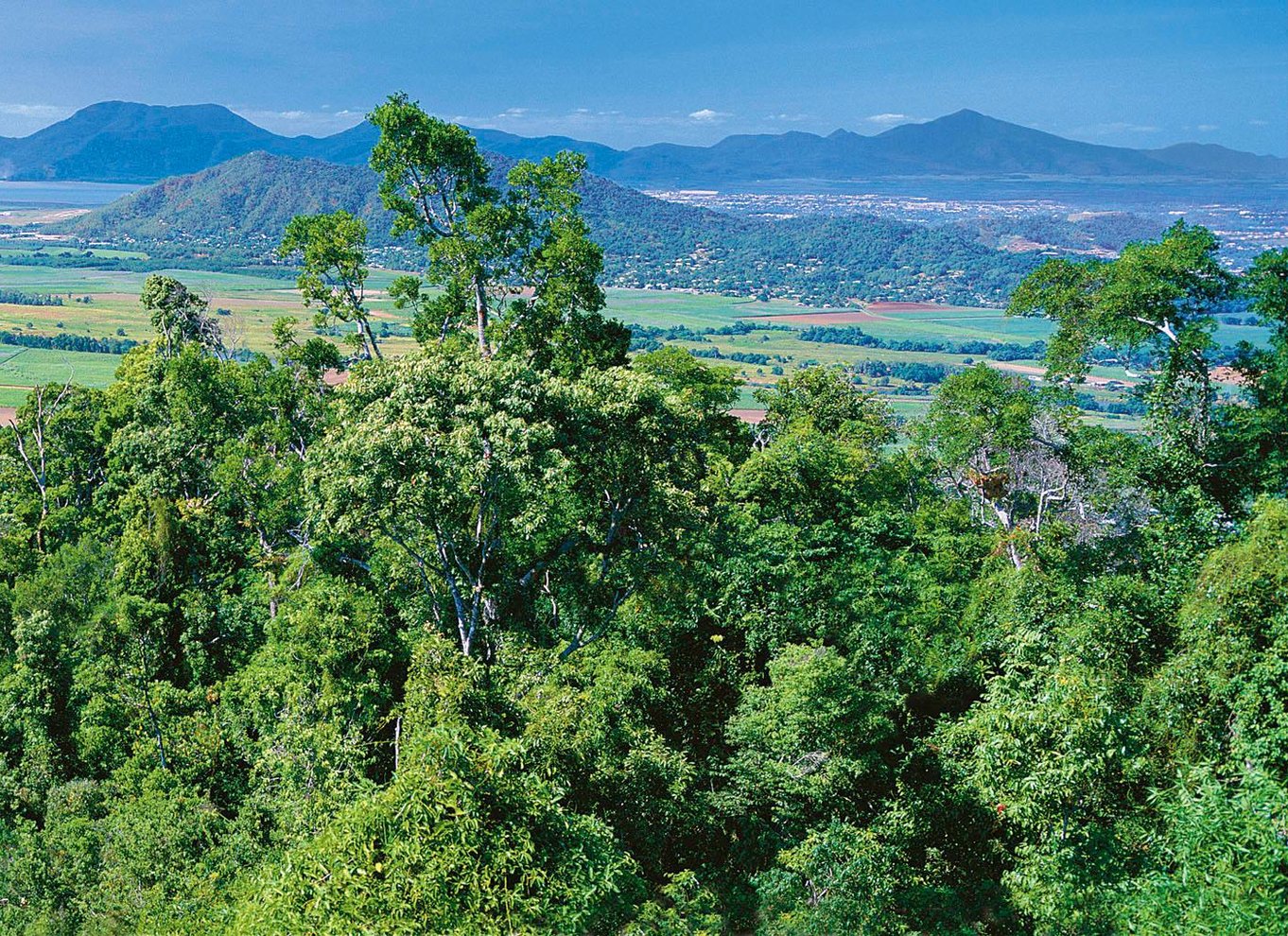 Fra Cairns: Selvguidet Kuranda-tur med tog og Skyrail