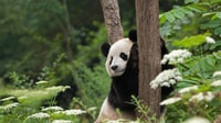 Chengの1日ツアーPanda Centerを読んで、サイトに沈んでいます - Housity