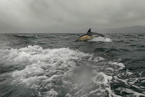 Dublin : tour en bateau avec commentaires en direct sur l&#039;histoire et la faune