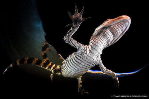 From Miami: Everglades Night Tour with Airboat Ride