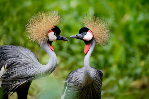 Lake Nakuru & Naivasha National Park Wildlife Highlights