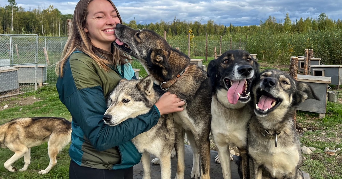 Talkeetna Summer Sled Dog Kennel Tour GetYourGuide