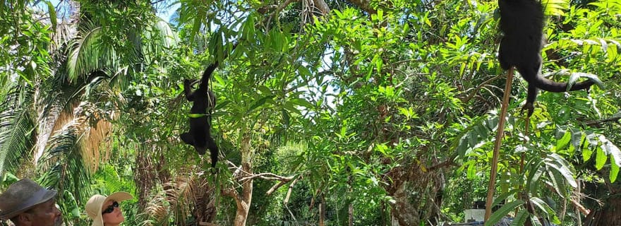 Expédition au Belize : à la découverte des singes hurleurs