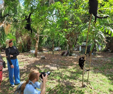 Visite du sanctuaire des singes hurleurs depuis Belize City