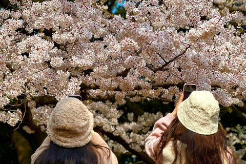 Jeju East: Cherry Blossom Tour & Women Divers Show