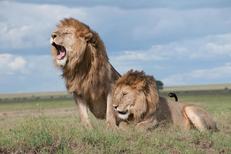 Kaapstad: Zonsondergangsafari in Aquila wildreservaat met transfer
