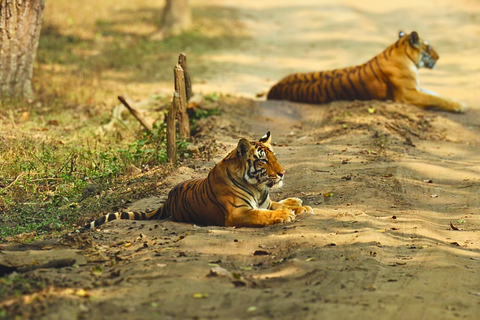 Radżastan: Prywatne safari jeepem w Parku Narodowym Ranthambore