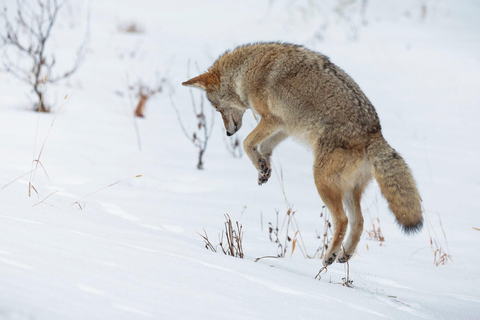 Banff : Randonnée hivernale en pleine nature avec suivi de la faune - 2 heures