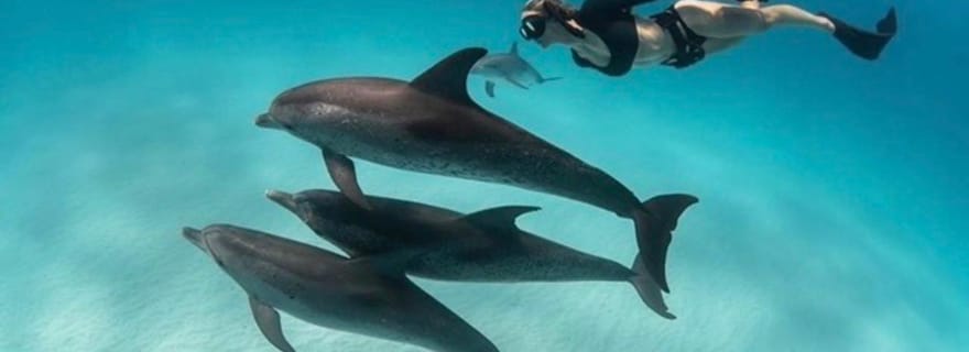Zanzibar : baignade avec les dauphins de Mnemba, snorkeling et banc de sable