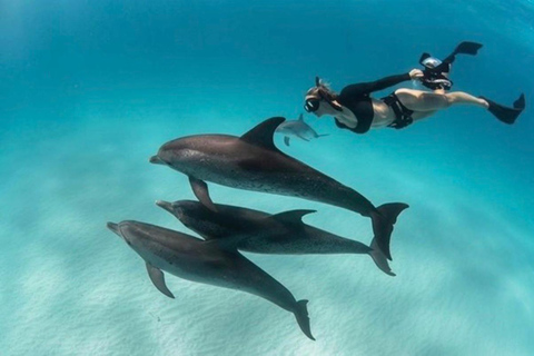 Zanzibar: Dolphin Swim & Snorkeling Guided Tour