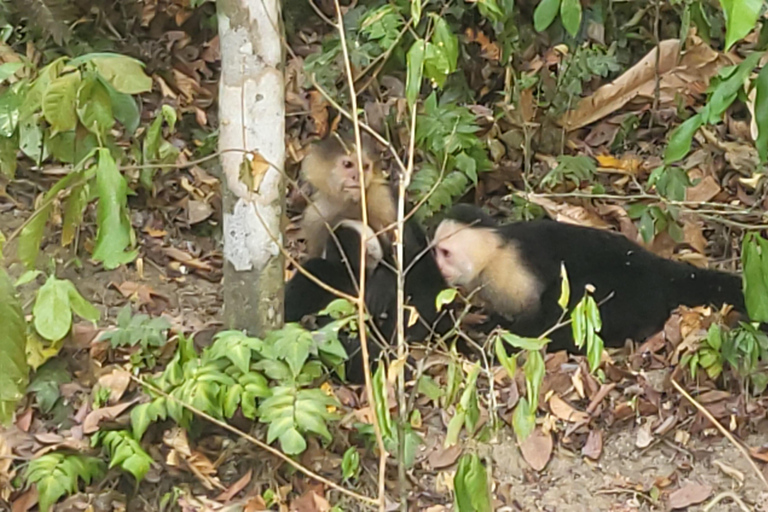 Panama: Tour dell'habitat della giungla delle scimmie e dei bradipi a Panama