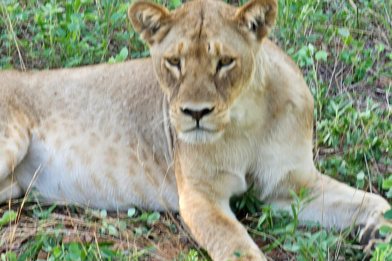 Chobe National Park Day Trip from Livingstone & Vic Falls