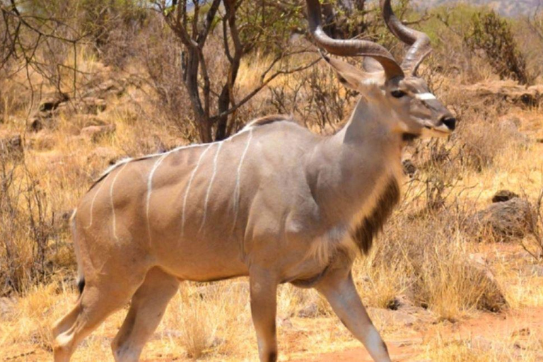 3 Days Samburu National Reserve Private safari