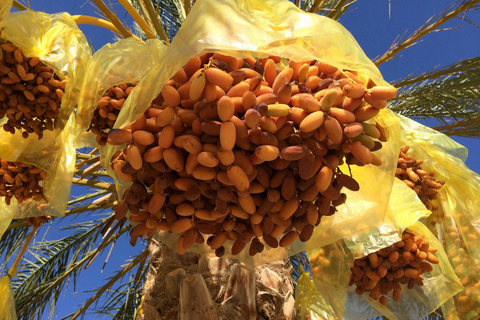 From Tunis & Sousse: 3-Day Desert & Heritage Tour