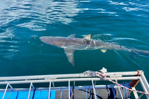 Le Cap : plongée dans les cages à requins avec repas et boissons