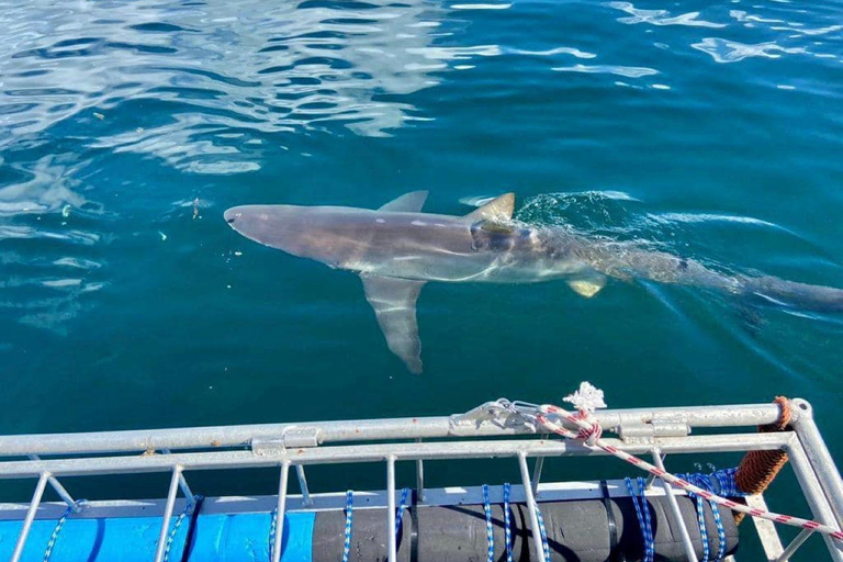 Le Cap : plongée dans les cages à requins avec repas et boissons