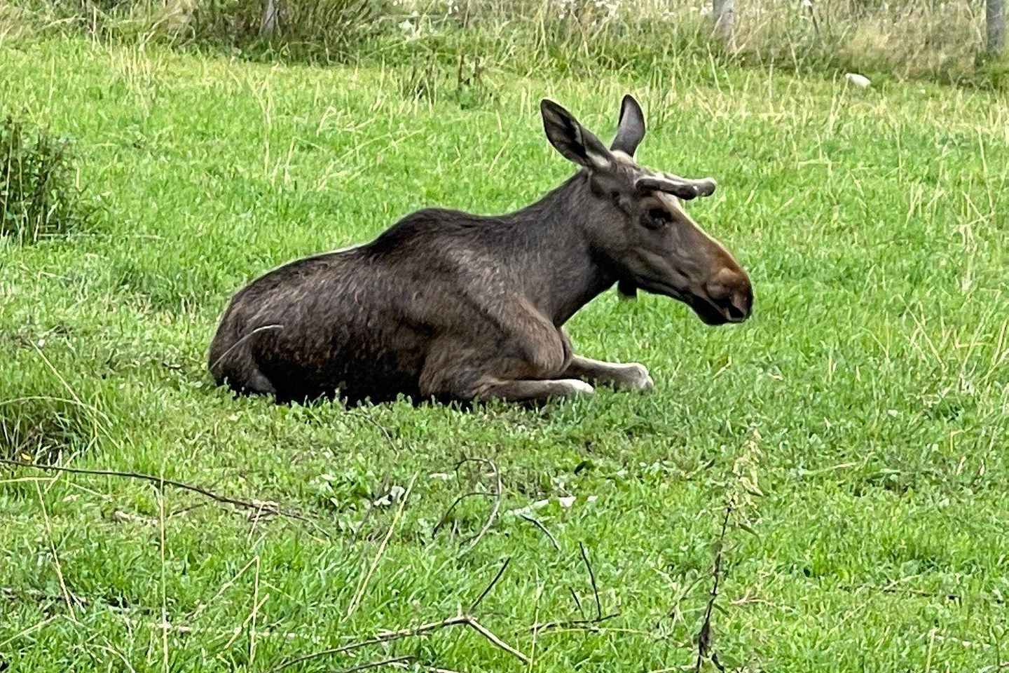 Dals Långed: Moose Park Guided Tour with Feeding