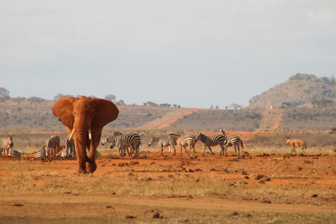 Nairobi: Tsavo East,West & Diani Beach 7-Day Guided Tour