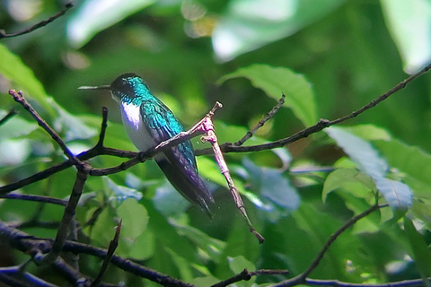 Manuel Antonio Park: Guidad tur för att se djur och strandtidPrivat tur