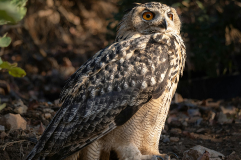 From Jaipur: Sariska National Park Day Tour with Jeep Safari