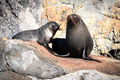 Christchurch: Akaroa Dolphin Cruise & French Heritage Tour