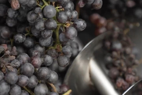 Adjara: Vineyard Tour with Wine Tasting and Lunch