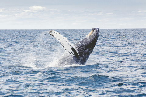 Waianae, West Oahu: Whale Watching Tour (Semi-Private Tour)