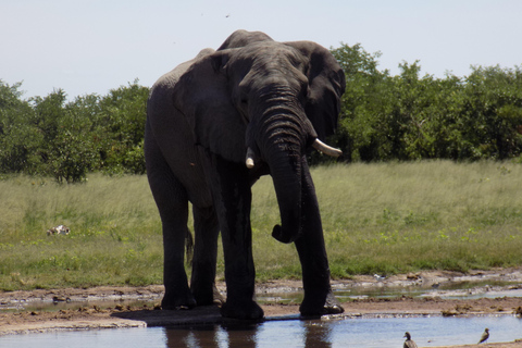 Desde la reserva de caza de Moremi: safari de 5 días por el Parque Nacional de Chobe.Desde la reserva natural Moremi: safari de 5 días por el Parque Nacional Chobe