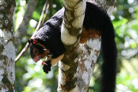 Sinharaja Rainforest Trekking Private Day Trip with Lunch Pick up from Kalutara/Wadduwa